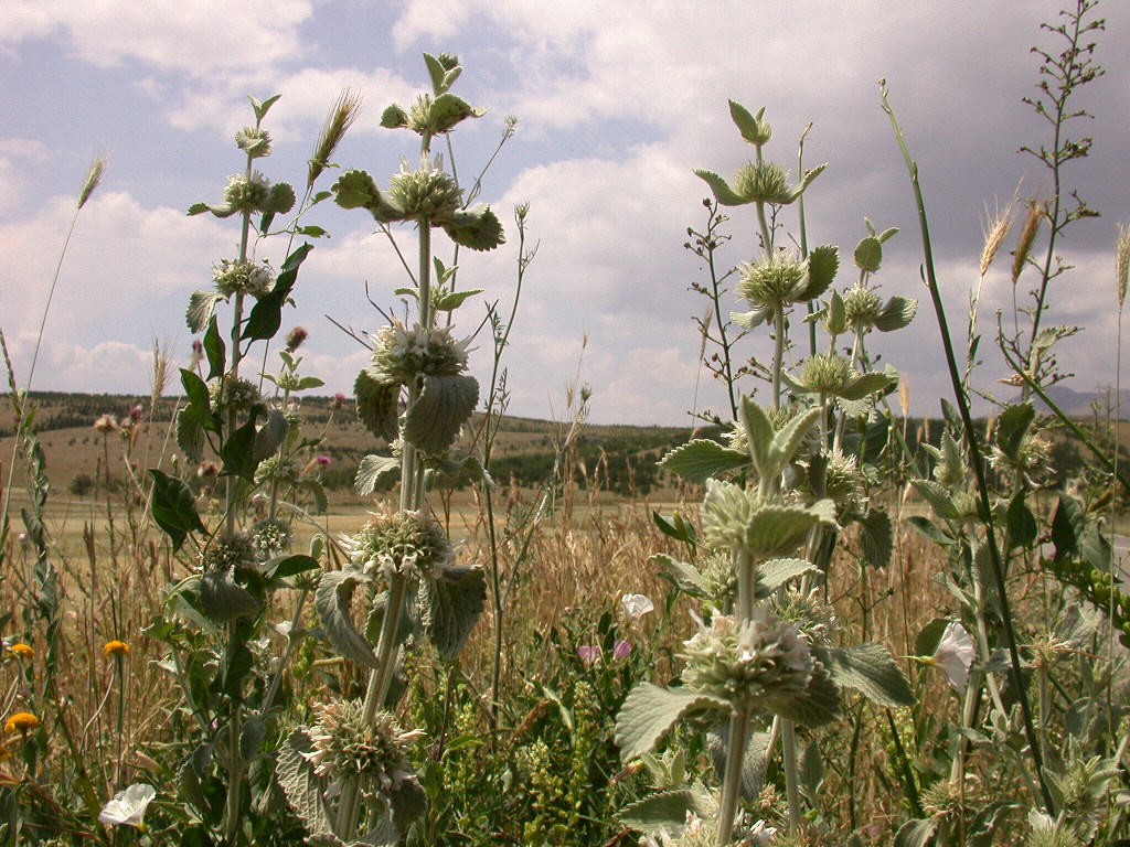 Marrubium incanum